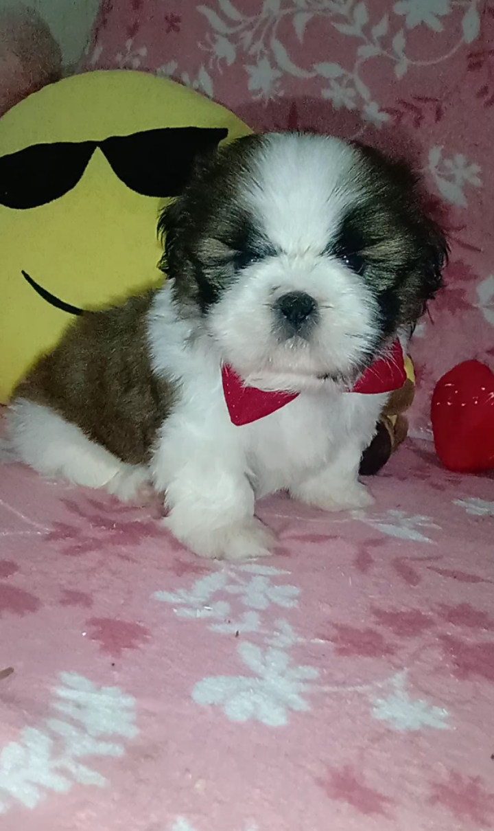 venda de cachorro da raça shih tzu